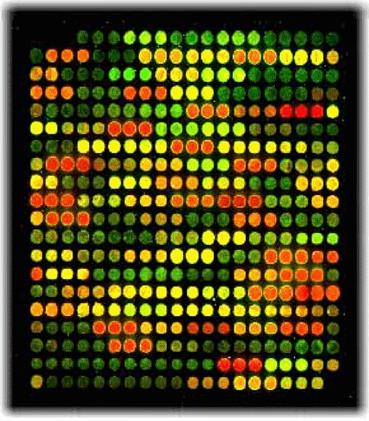 img1.gif
